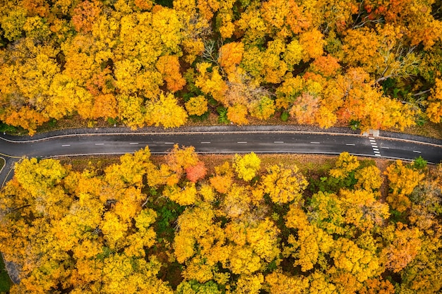 黄色い秋の木々の間を続く長い道の空中ショット