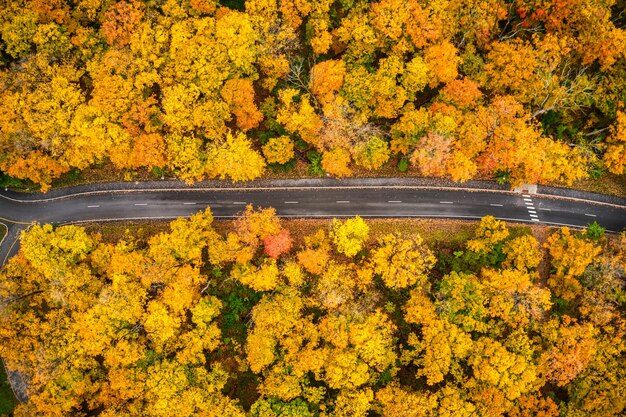 Aerial shot of a long trail leading through yellow autumn trees