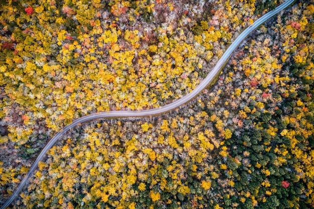 黄色い秋の木々の間を続く長い道の空中ショット