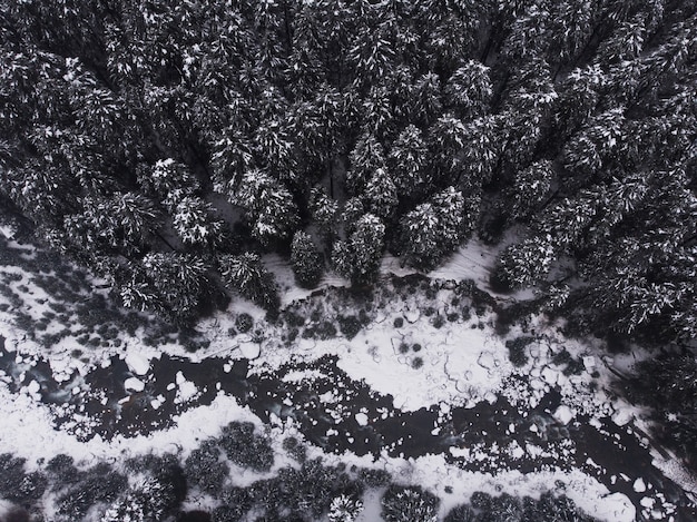 無料写真 森の中の美しい雪をかぶった松の木の空中ショット