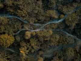 Free photo aerial shot of pathway in the middle of forest with green trees