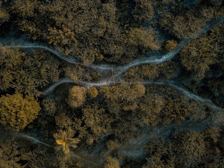 Free Photo aerial shot of pathway in the middle of forest with green trees