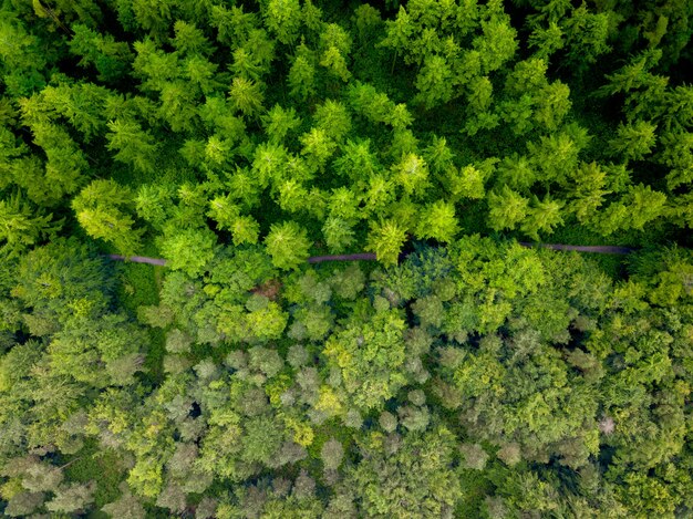 Aerial shot of a road in the middle of the forest during a day