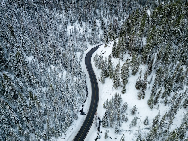 Aerial shot of a road near pine trees covered in snow
