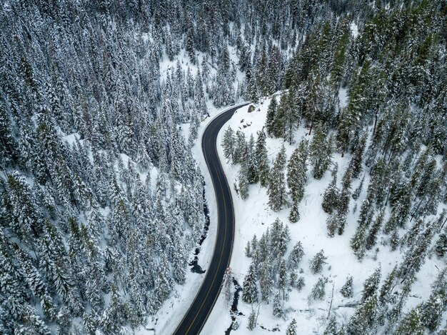 雪に覆われた松の木の近くの道路の空中ショット