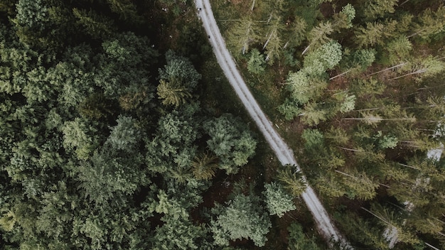 Aerial shot of a road surrounded by the forest at daytime