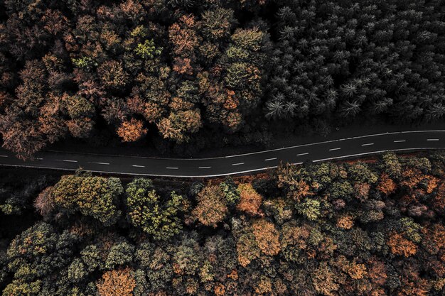 Aerial shot of a road surrounded by trees in a forest