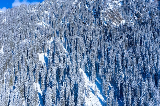 Aerial shot of snow-covered firs on a mountain