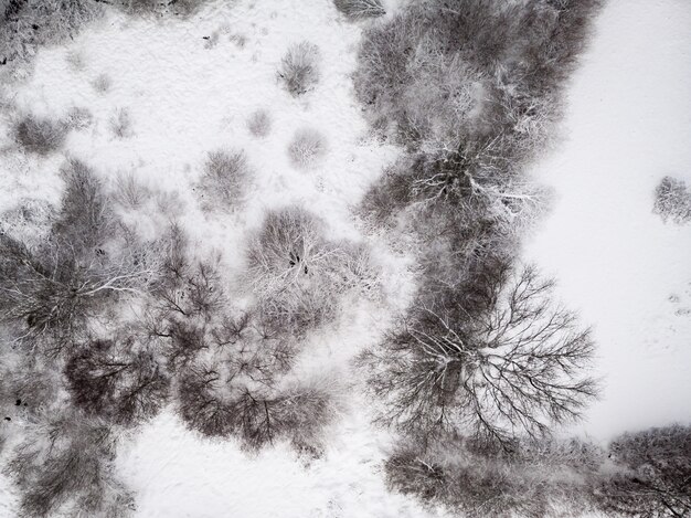 葉のない木が雪に覆われた地面の空中ショット