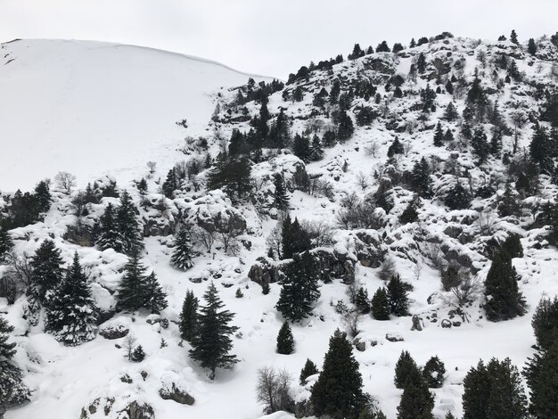 Aerial shot of a snowy mountain slope with pine trees