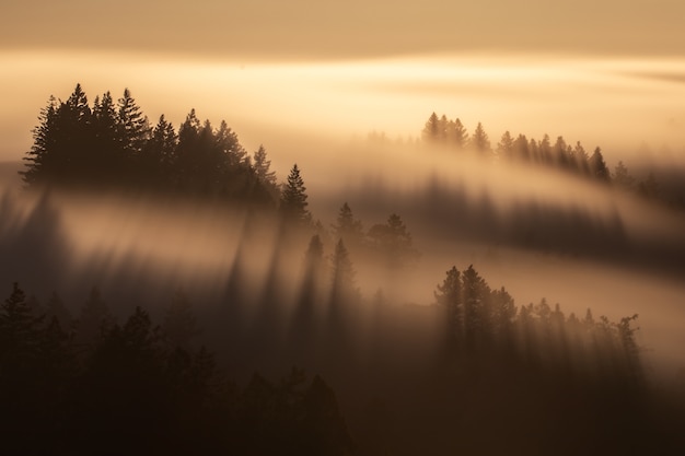 Aerial shot of tall spruce trees under a foggy yellow sky