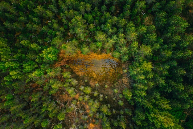 Free photo aerial shot of a water surface in the middle of a forest surrounded by tall green trees