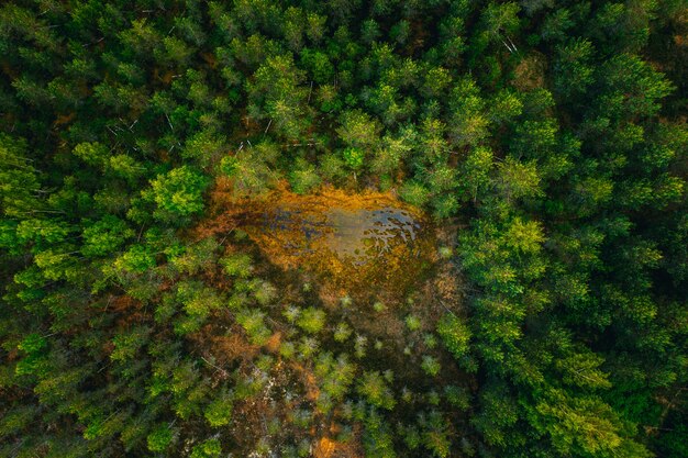 Aerial shot of a water surface in the middle of a forest surrounded by tall green trees