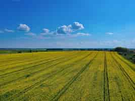 Foto gratuita ripresa aerea di un campo giallo di giorno