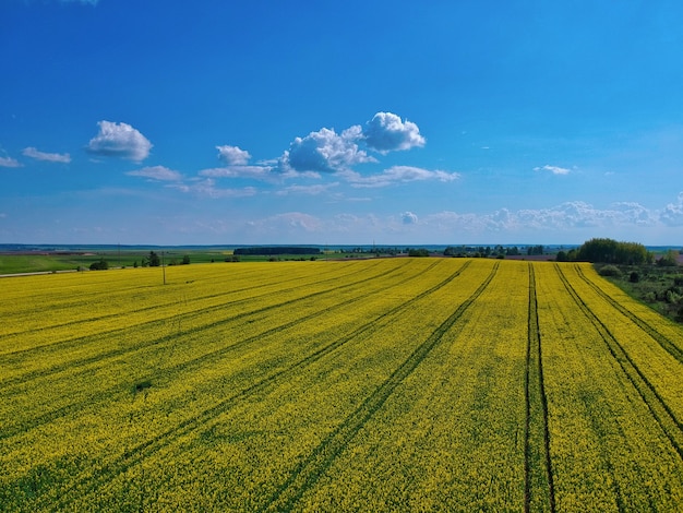 Aerial shot of a yellow field at daytime