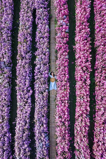 マーガレットの花畑の美しい少女の空撮