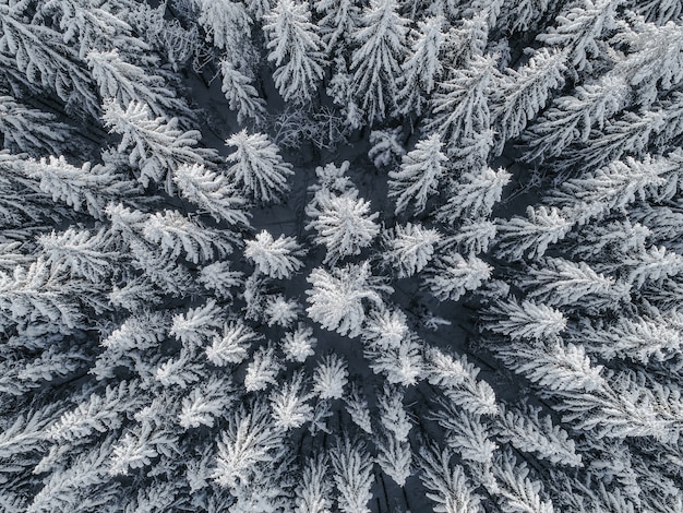 Aerial view of a beautiful winter landscape with fir trees covered in snow