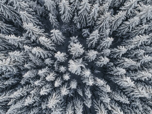 눈에 덮여 전나무 나무와 아름다운 겨울 풍경의 공중보기