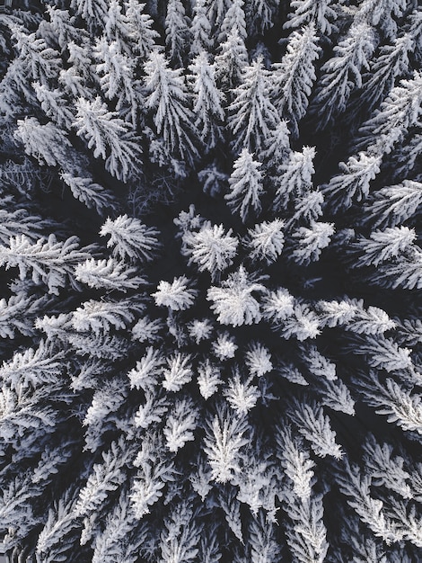 Aerial view of a beautiful winter landscape with fir trees covered in snow