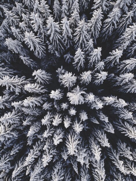 雪に覆われたモミの木と美しい冬の風景の空撮