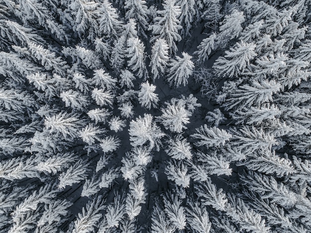雪に覆われたモミの木と美しい冬の風景の空撮