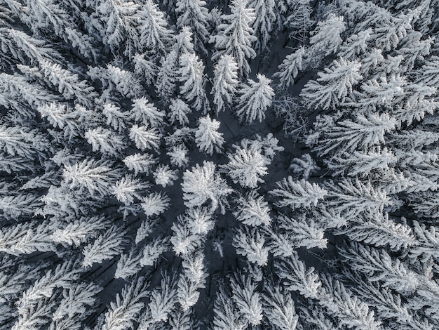 Aerial view of a beautiful winter landscape with fir trees covered in snow