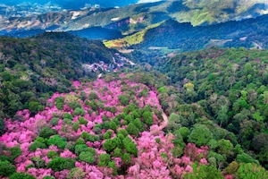 Aerial view of cherry blossom tree at phu chi fa mountains in chiang rai province thailand