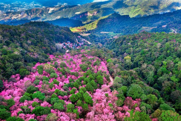 タイチェンライ県プーチーファー山脈の桜の木の空撮