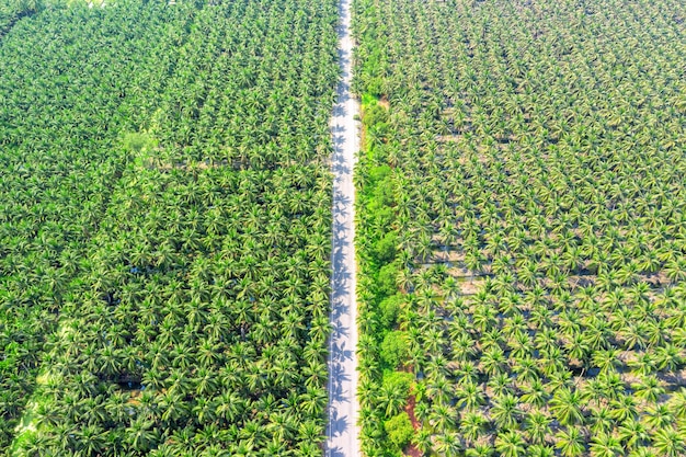 Aerial view of coconut palm trees plantation and the road.