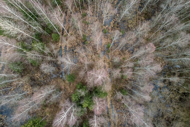 Aerial view of a dense forest with bare autumn trees and fallen leaves on a ground