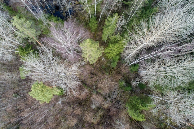 Aerial view  of a dense forest with bare deep autumn trees and fallen leaves on a ground