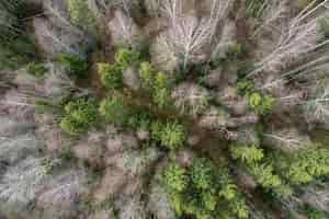 Free photo aerial view  of a dense forest with bare deep autumn trees with a dried foliage