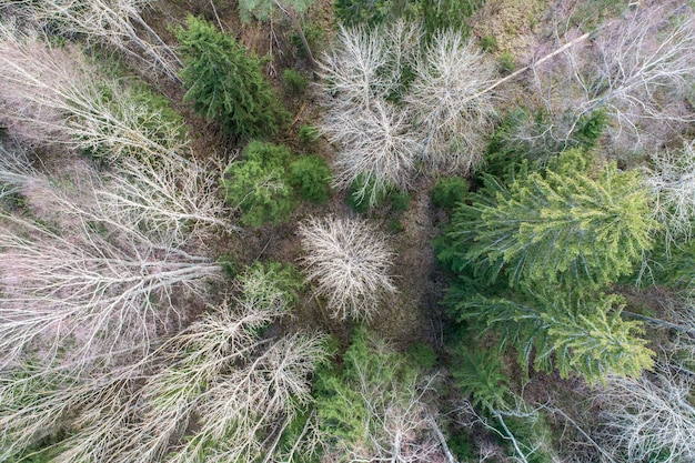 Aerial view  of a dense forest with bare winter trees and fallen leaves on a ground