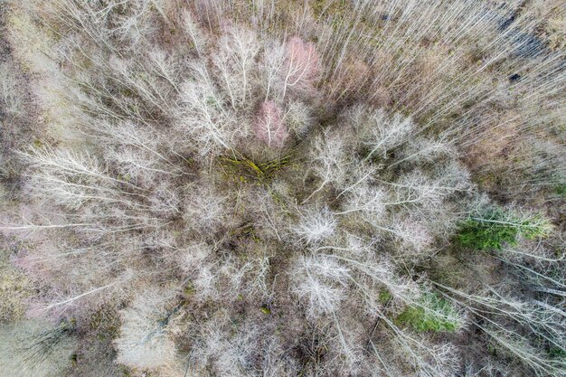 Aerial view  of a dense forest with bare winter trees and fallen leaves on a ground