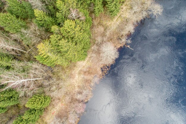 Вид с воздуха на густой лес с вечнозелеными осенними деревьями, выросшими на отражающей поверхности воды