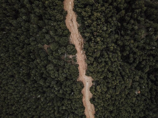 Aerial view of dirt road surrounded by trees