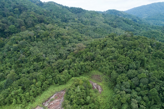 공중 보기 드론 카메라 상단은 건강한 환경 개념과 여름 배경을 갖춘 열대 우림 나무 생태를 볼 수 있습니다.