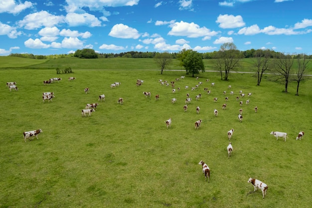 Aerial view of field with cows in France