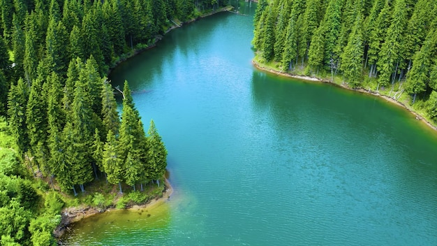 Aerial view of the flowing river surrounded by the pine trees in the park