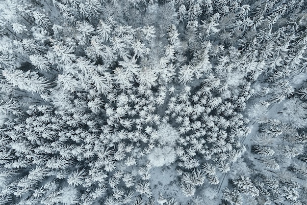 Aerial view of forest covered wirt snow