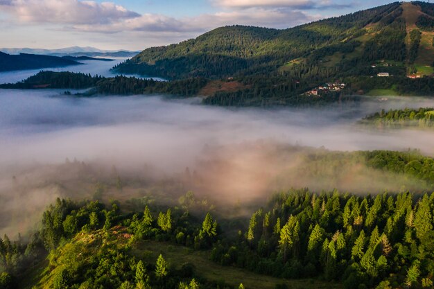 Aerial view of forest shrouded in morning fog