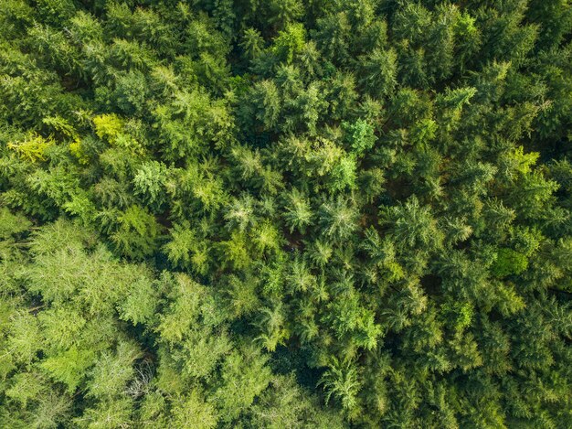 Aerial view of a forest