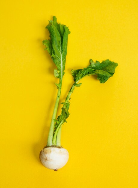 Aerial view of fresh radish on yellow background