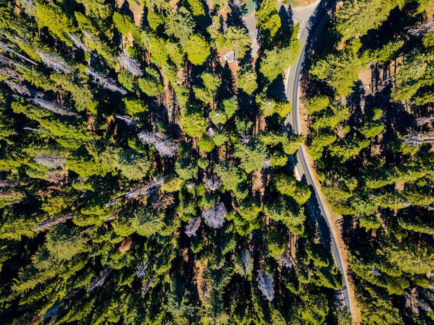 녹색 세쿼이아 숲과 그것을 통과하는 도로의 항공 보기