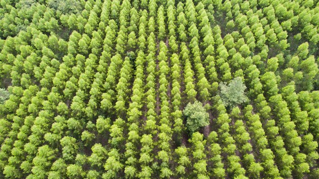 緑の木の森の航空写真