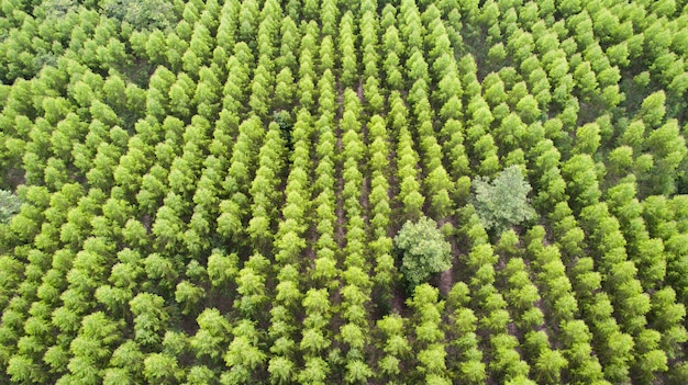 Aerial view of green tree forest