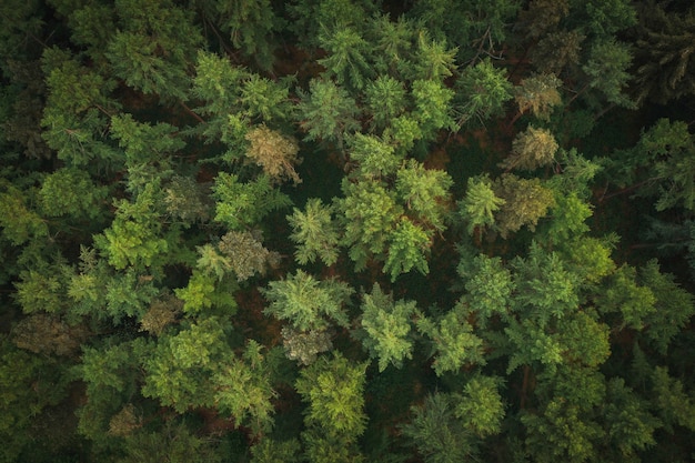 Вид с воздуха на зелень леса