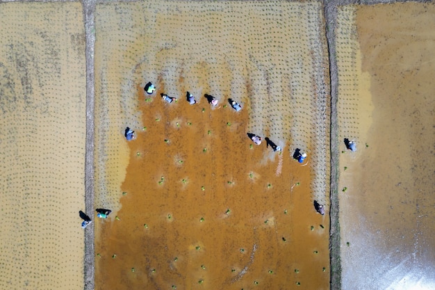 Aerial view of group traditional farmer planting rice on a field