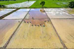 Foto gratuita vista aerea dell'agricoltore tradizionale del gruppo che pianta riso su un campo