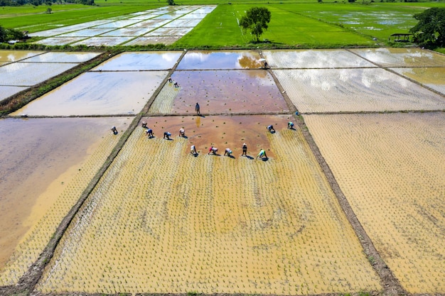 Вид с воздуха на группу традиционных фермеров, сажающих рис на поле